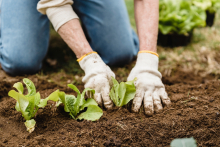 Mitpflanzen, miternten, mitwirken – Was Mitglieder bewegt, sich in einer Solidarischen Landwirtschaft zu engagieren