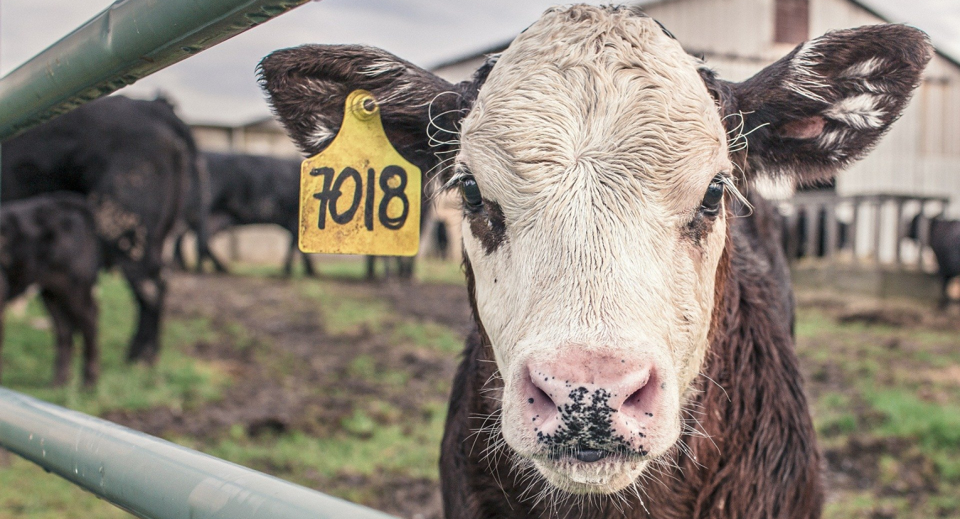 Das Fleischparadox entsteht, wenn Menschen sich bewusst werden, dass Sie gerne Fleisch essen, aber dadurch Tiere sterben. Quelle: https://pixabay.com/de/photos/kalb-kuh-maverick-nutztiere-362170/