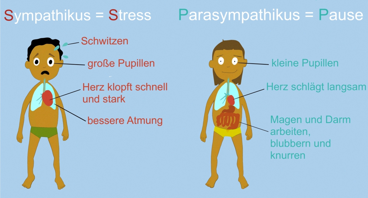 Bild 3: Sympathikus und Parasympathikus