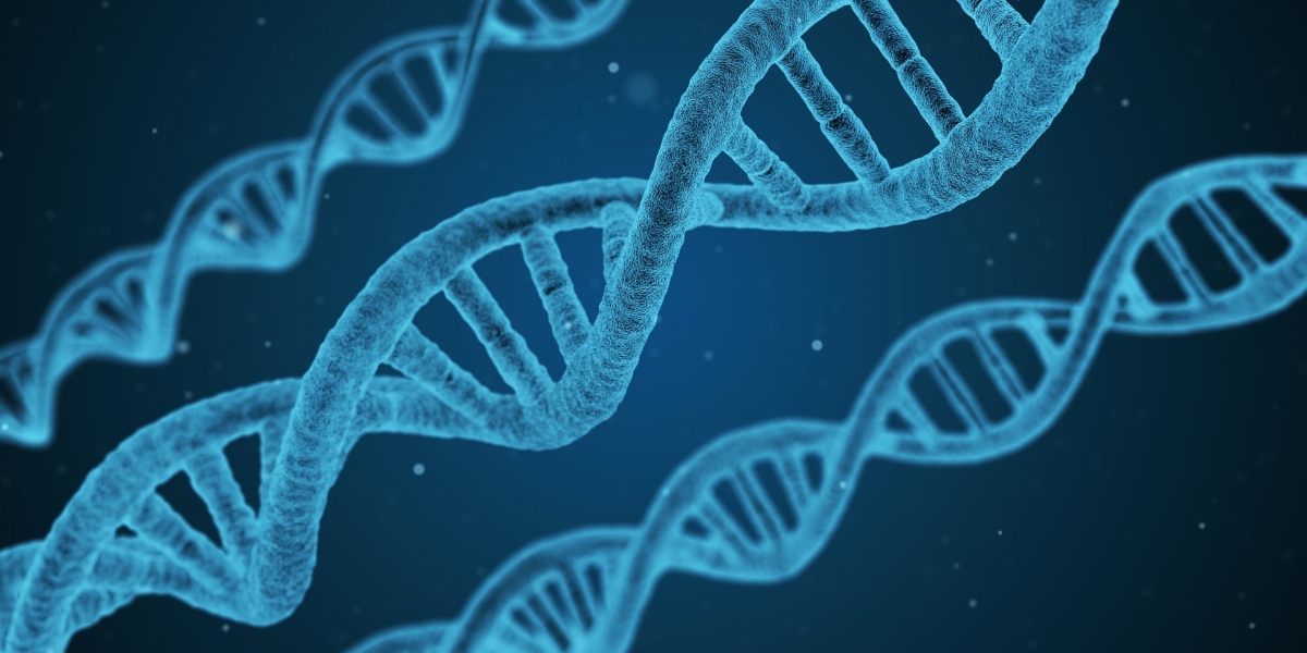 Die politischen Kernorientierungen finden sich in nahezu jeder Gesellschaft und in jedem Kulturkreis was eine biologische Verankerung wahrscheinlich macht. Bild: qimono via pixabay (https://pixabay.com/de/illustrations/dna-string-biologie-3d-1811955/, CC: https://pixabay.com/de/service/license/)